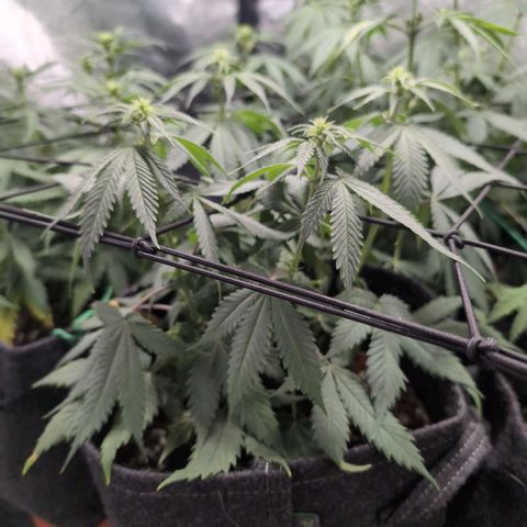 Shogun  #3 growlog timeline photo