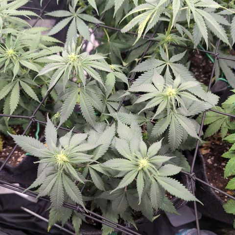 Shogun  #3 growlog timeline photo