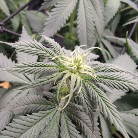 Shogun  #3 growlog timeline photo