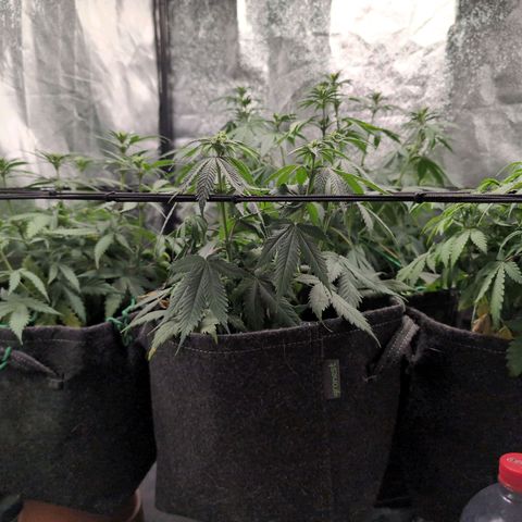 Shogun  #3 growlog timeline photo