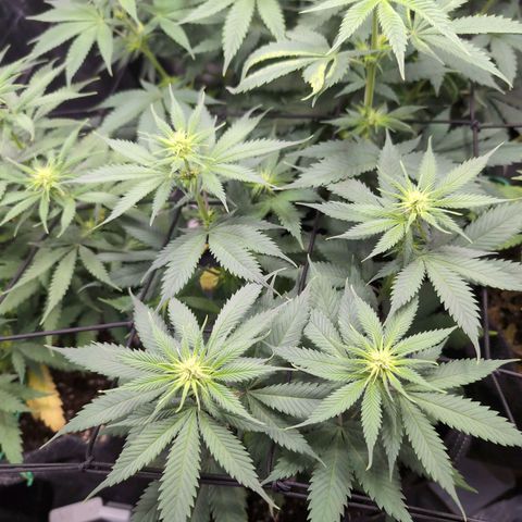 Shogun  #3 growlog timeline photo