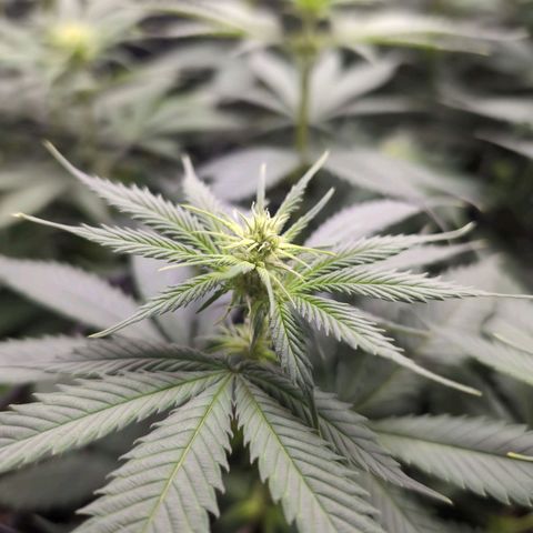 Shogun  #3 growlog timeline photo