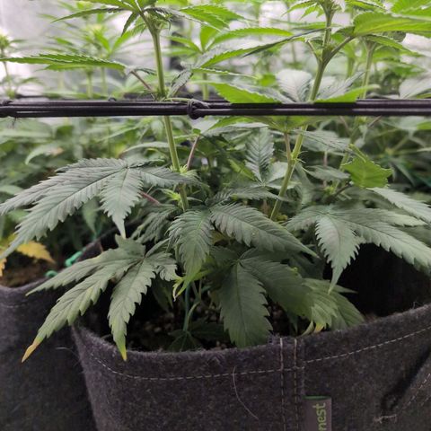 Shogun  #3 growlog timeline photo