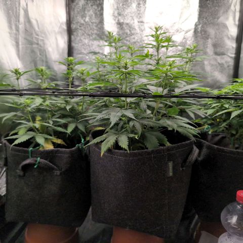 Shogun  #3 growlog timeline photo