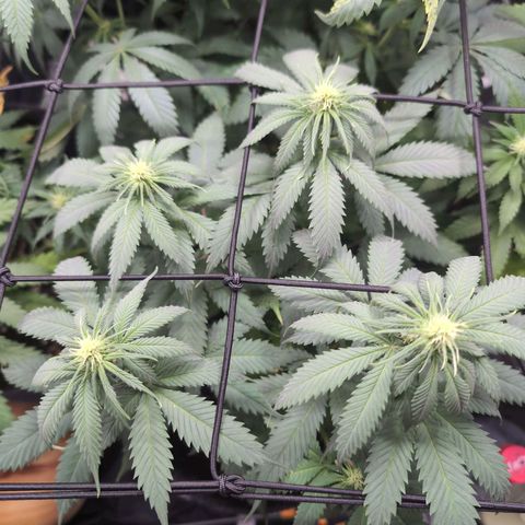 Shogun  #3 growlog timeline photo