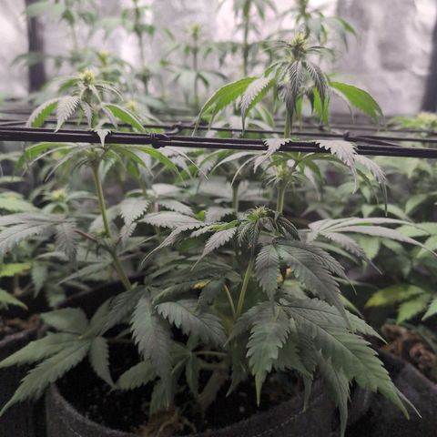 Shogun  #3 growlog timeline photo