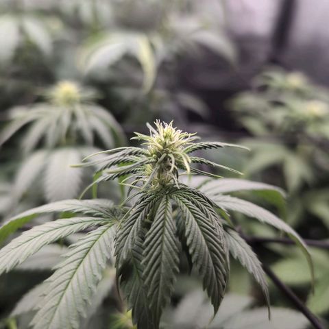 Shogun  #3 growlog timeline photo