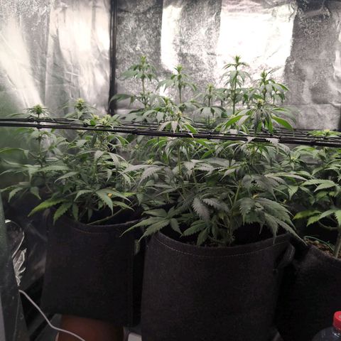Shogun  #3 growlog timeline photo