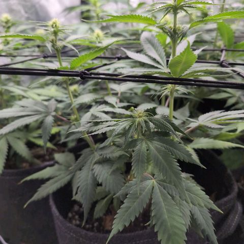 Shogun  #3 growlog timeline photo