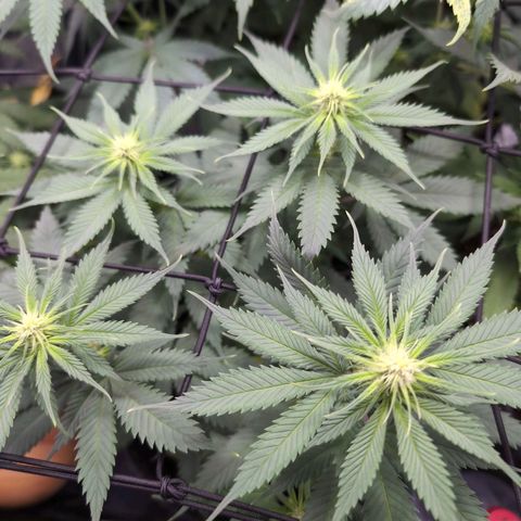 Shogun  #3 growlog timeline photo