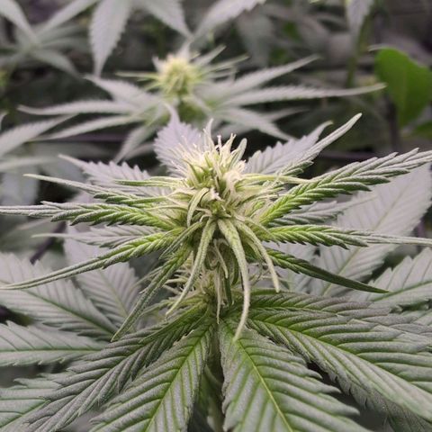 Shogun  #3 growlog timeline photo