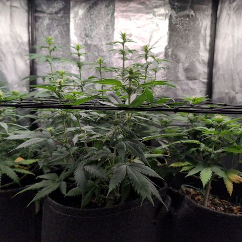 Shogun  #3 growlog timeline photo