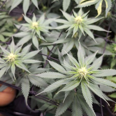 Shogun  #3 growlog timeline photo