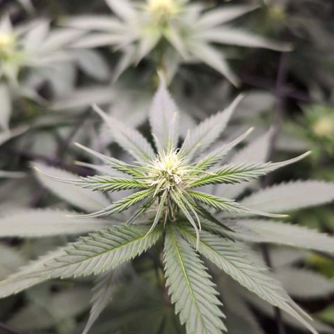 Shogun  #3 growlog timeline photo