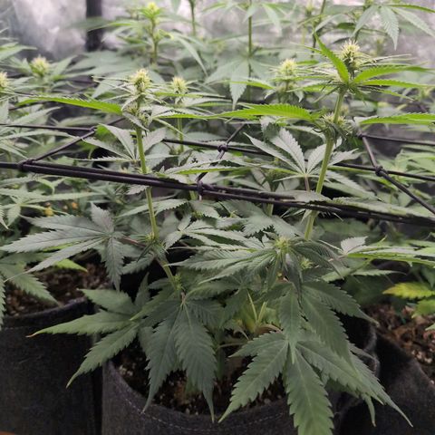 Shogun  #3 growlog timeline photo