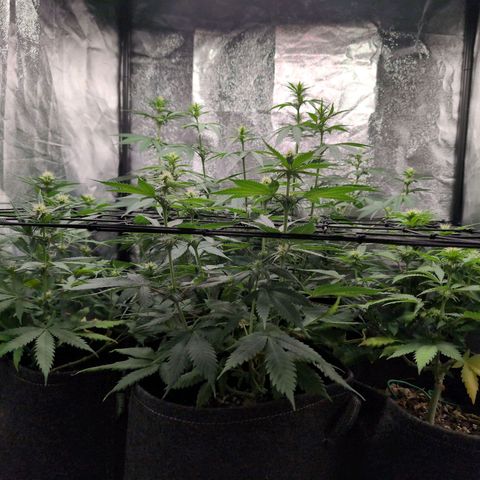 Shogun  #3 growlog timeline photo