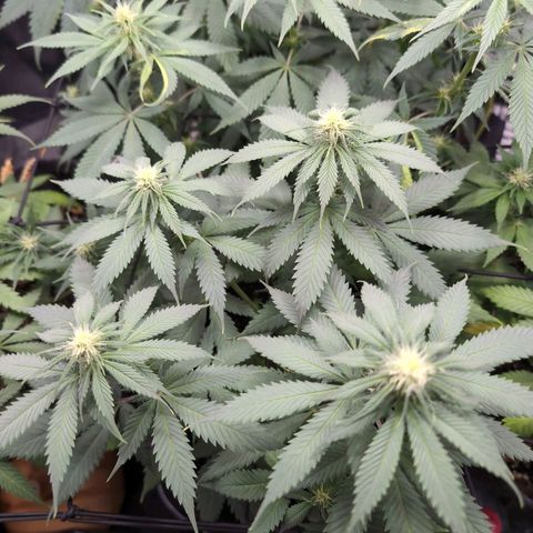 Shogun  #3 growlog timeline photo