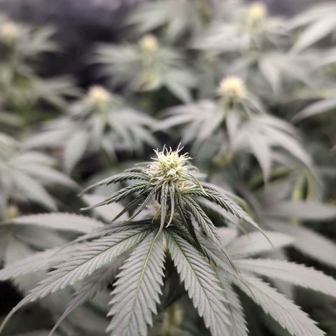 Shogun  #3 growlog timeline photo