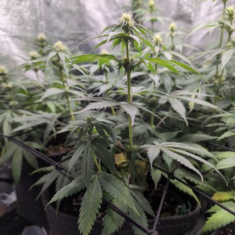 Shogun  #3 growlog timeline photo