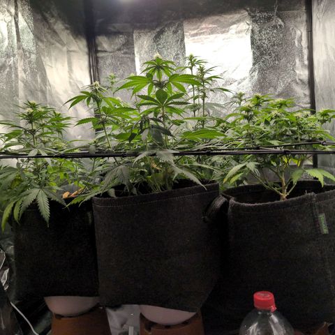Shogun  #3 growlog timeline photo