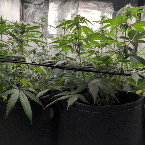 Shogun  #3 growlog timeline photo