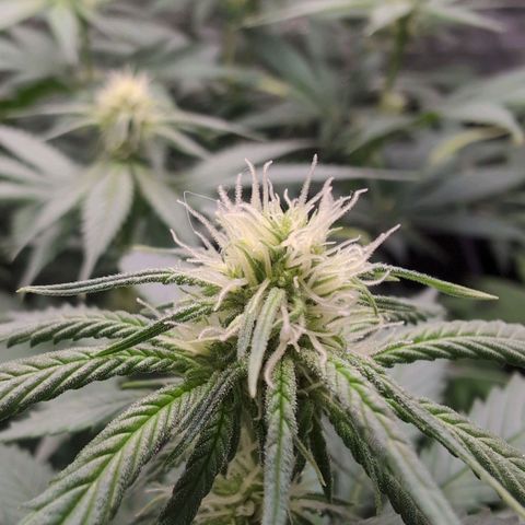 Shogun  #3 growlog timeline photo