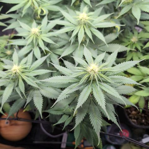 Shogun  #3 growlog timeline photo