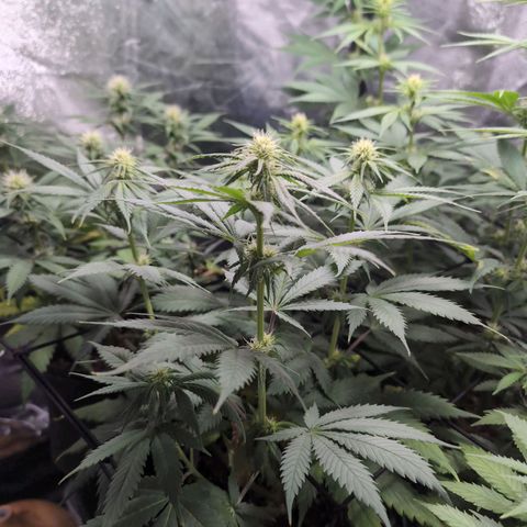 Shogun  #3 growlog timeline photo