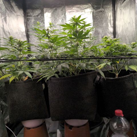 Shogun  #3 growlog timeline photo