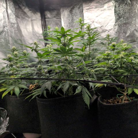 Shogun  #3 growlog timeline photo