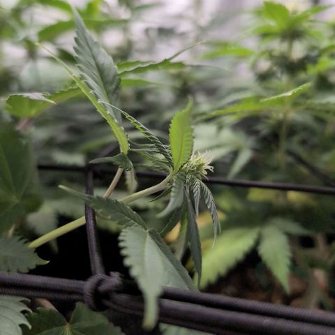Shogun  #3 growlog timeline photo