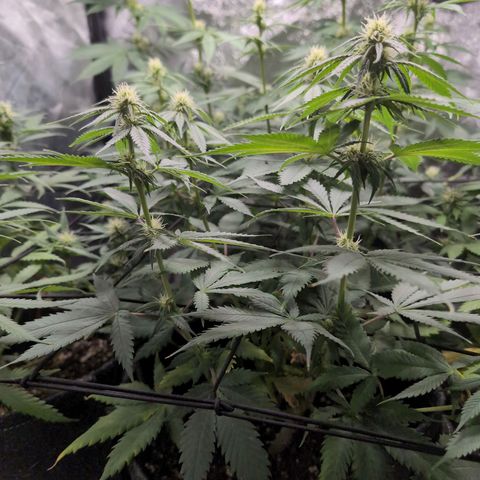 Shogun  #3 growlog timeline photo