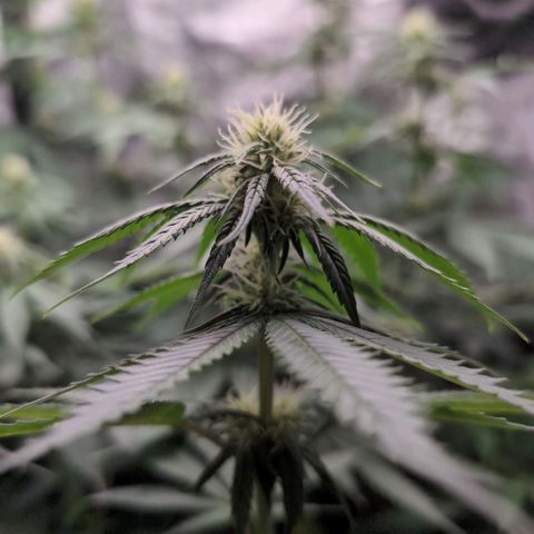 Shogun  #3 growlog timeline photo