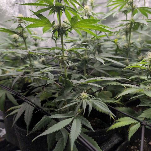 Shogun  #3 growlog timeline photo