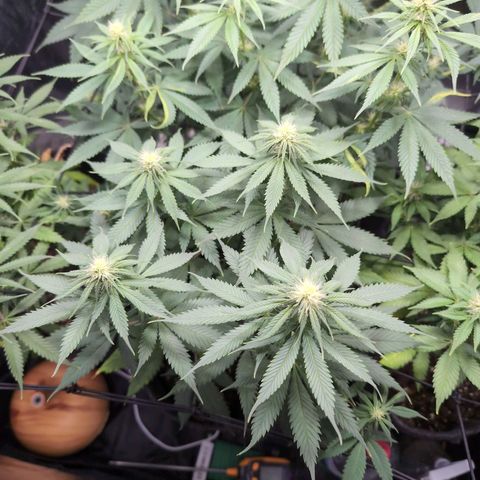 Shogun  #3 growlog timeline photo