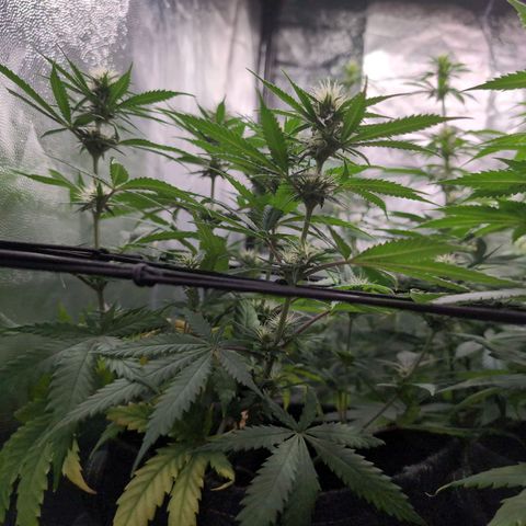 Shogun  #3 growlog timeline photo
