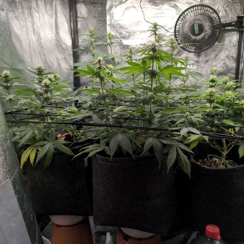 Shogun  #3 growlog timeline photo