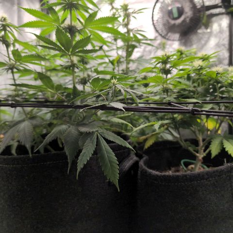 Shogun  #3 growlog timeline photo