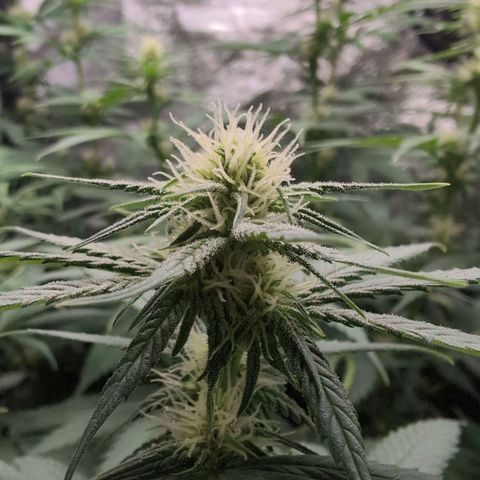 Shogun  #3 growlog timeline photo