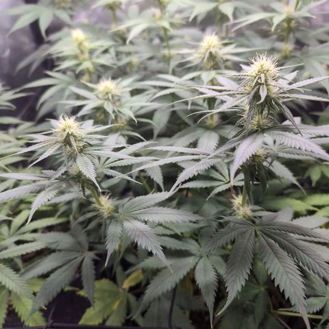 Shogun  #3 growlog timeline photo