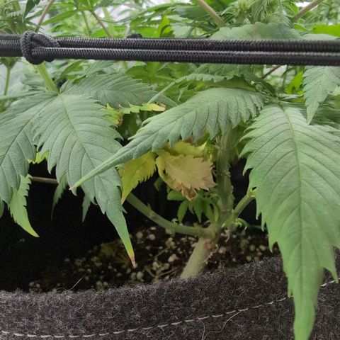 Shogun  #3 growlog timeline photo