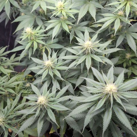 Shogun  #3 growlog timeline photo