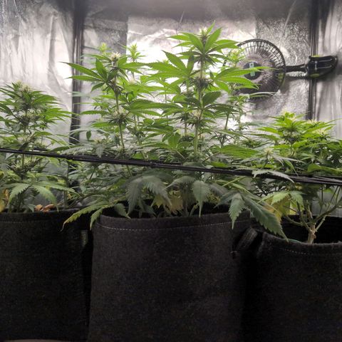 Shogun  #3 growlog timeline photo