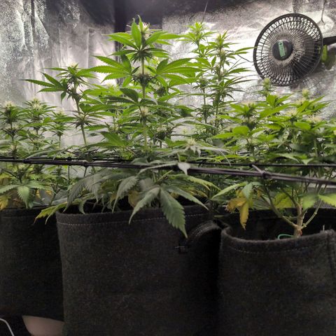 Shogun  #3 growlog timeline photo