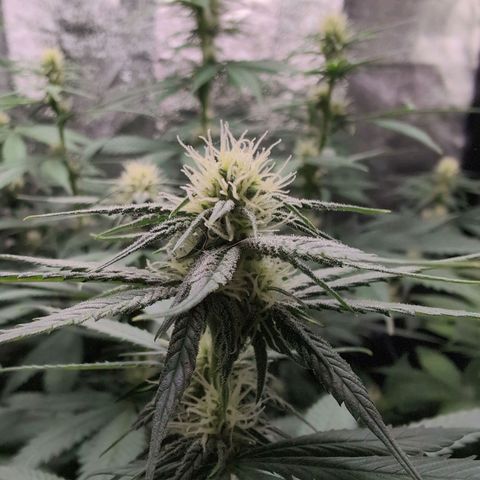 Shogun  #3 growlog timeline photo