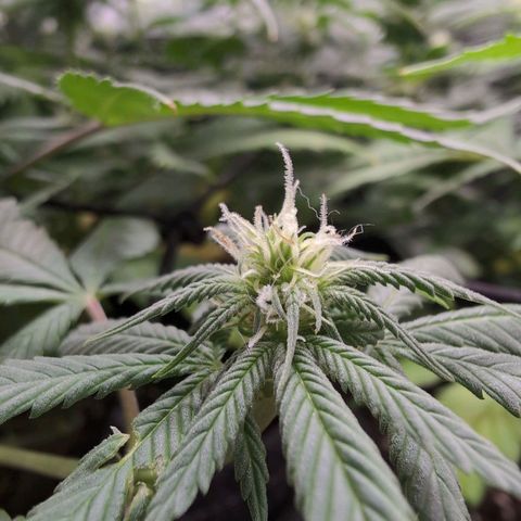 Shogun  #3 growlog timeline photo