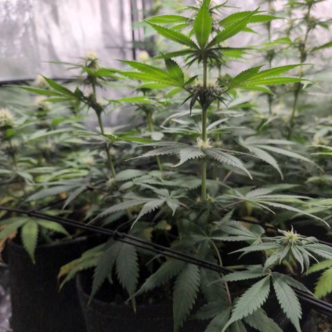 Shogun  #3 growlog timeline photo