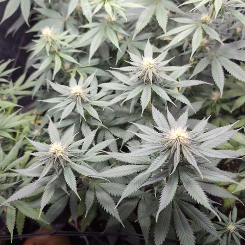 Shogun  #3 growlog timeline photo