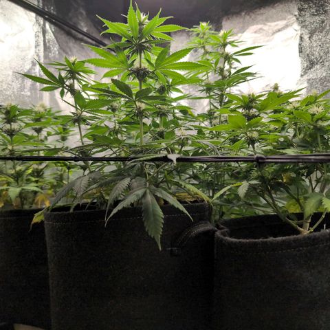 Shogun  #3 growlog timeline photo