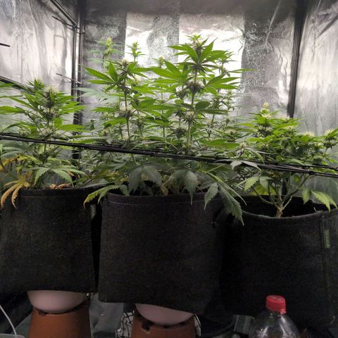 Shogun  #3 growlog timeline photo